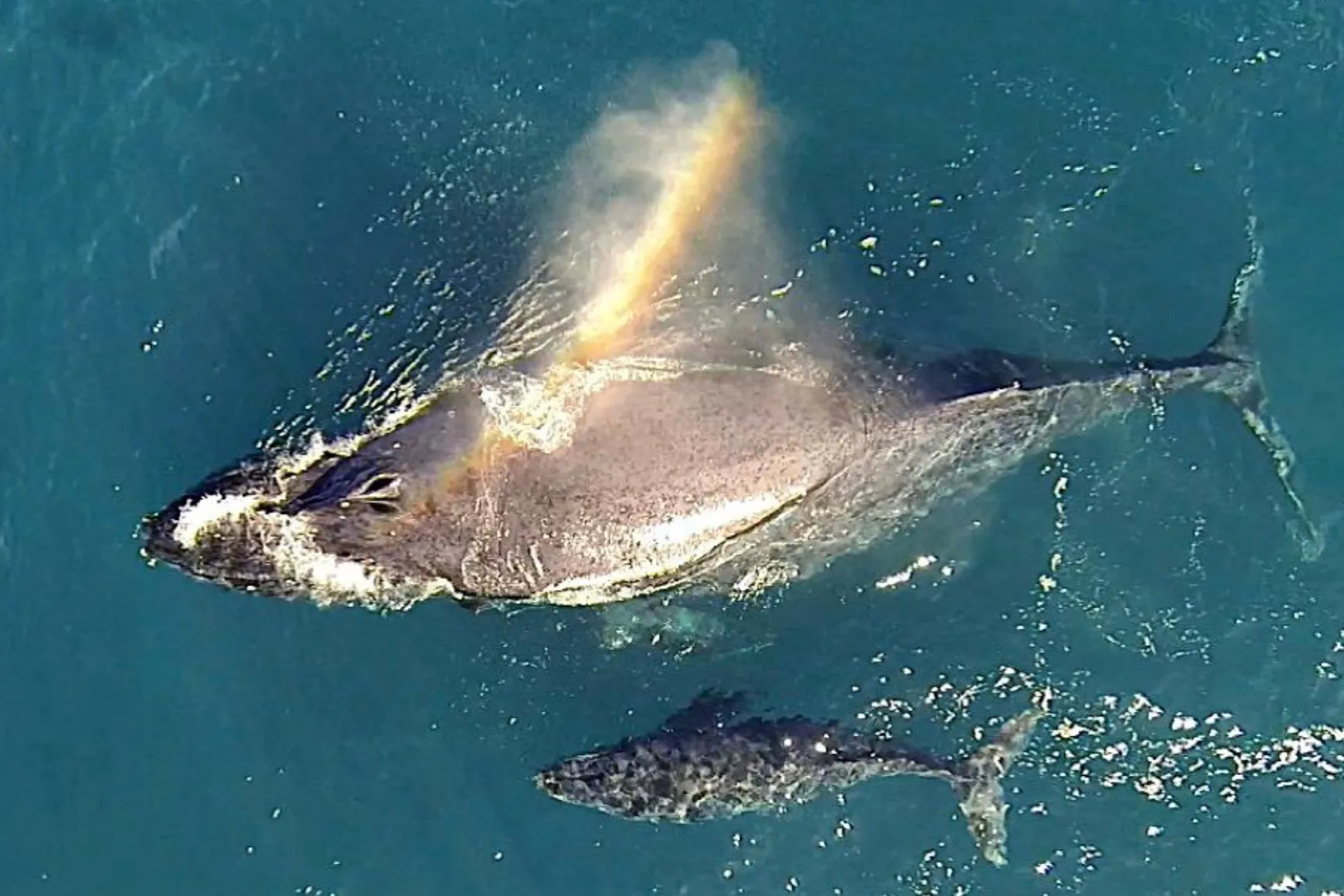 Humpback Whale — Aerial · Hawaiian Waters