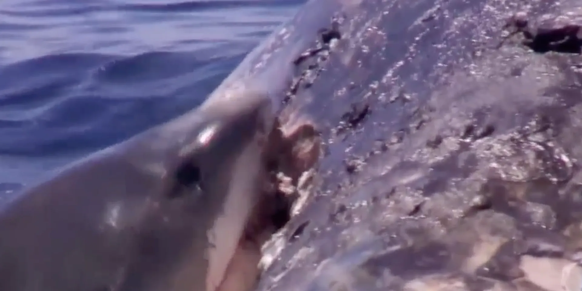 Feeding Frenzy — Tiger Sharks · Big Island